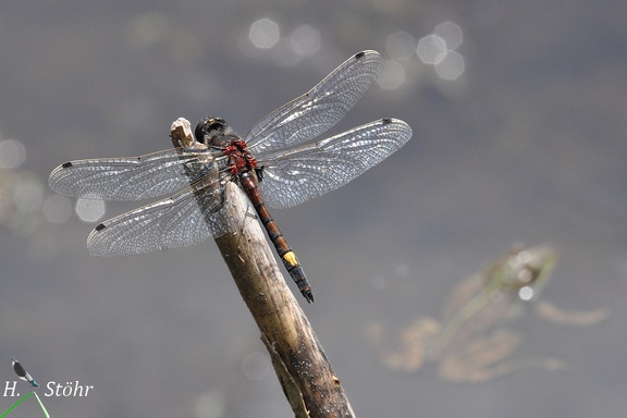 Große Moosjungfer (Leucorrhinia pectoralis)